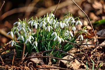 Schneeglöckchen im Wald