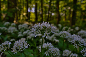 Obraz premium Wald im Frühling