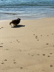 dog on the beach