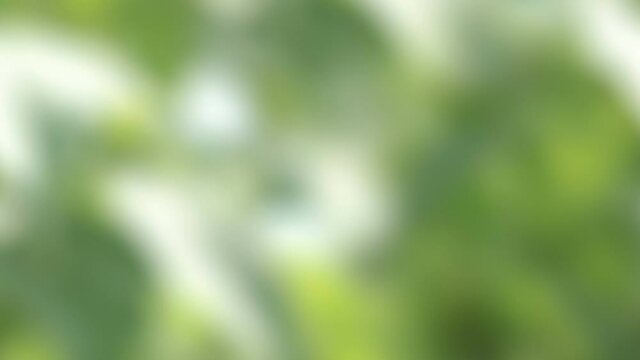 Easter eggs jumping in slow motion 4K