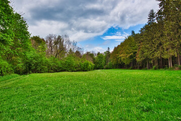 Wald im Frühling