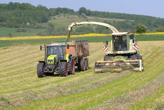 Ensilage ray grass