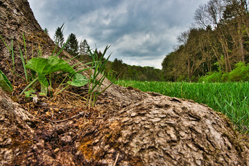 Wald im Frühling