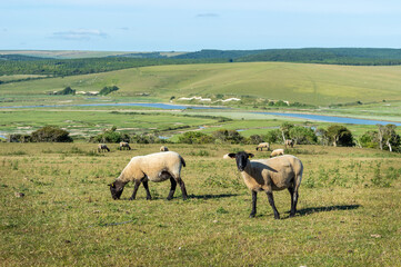 Fototapeta premium Ovejas pastando en el parque natural de las Seven Sisters,al sur de Inglaterra 