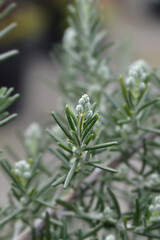 Rosemary flower