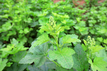 Hollyhocks grow vigorously in the garden, North China