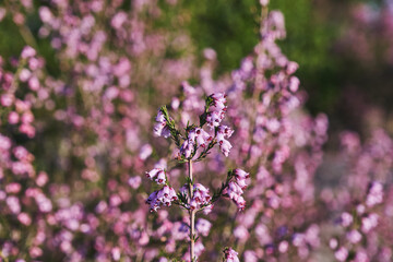 Erica erigenea pink flowers