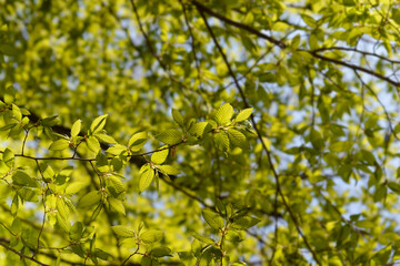 Common hornbeam