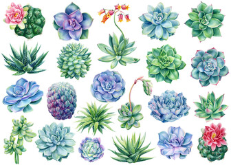 Fototapeta Set of succulents and cactus, watercolor illustration, botanical painting obraz