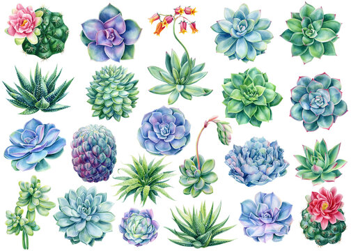Set of succulents and cactus, watercolor illustration, botanical painting