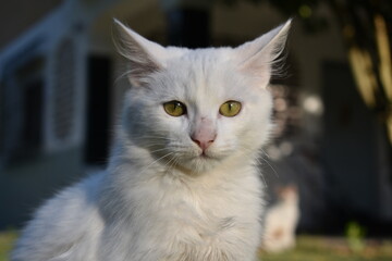 portrait of a cat