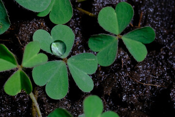 Green clover leaf for green background. with three-leaved shamrock . St. Patrick's day vacation and holiday clovers symbol, Lucky Irish Four Leaf. Spring concept.