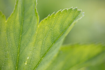 Beautiful and textured green leaf close-up.