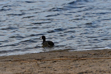 Black Coot floating in the beauriful lake water