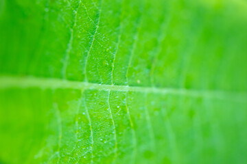 Beautiful and textured green leaf close-up.