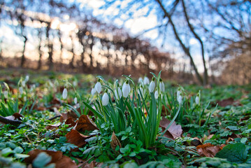 Schneeglöckchen im Frühling 