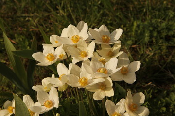 A bunch of white blooming anemone flowers in the background of green meadow on a sunny spring day in Lithuania