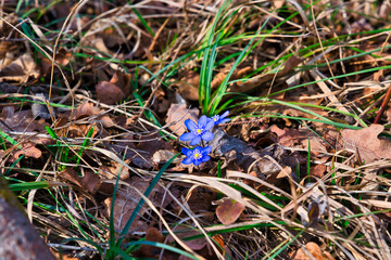 Wald im Frühling