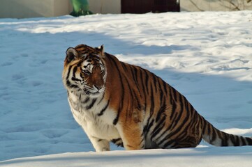 Fototapeta na wymiar Amur tiger in winter scenery - Panthera tigris altaica