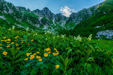 alpine flowers in the highland mountain
