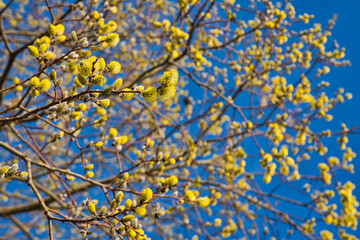 Wald im Frühling Natur erwacht