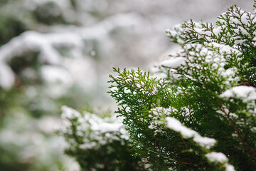 Thuja bushes are sprinkled with snow in winter