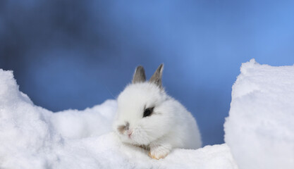 Cute white Easter bunny in the snow