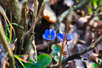 Wald im Frühling Natur erwacht