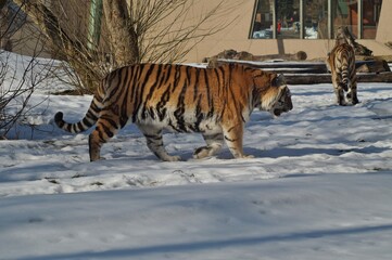 Fototapeta premium Amur tiger in winter scenery - Panthera tigris altaica