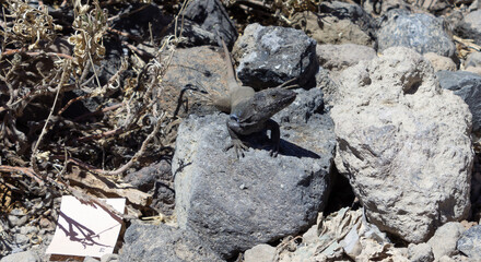 Lizard Gallotia Galloti looking in the camera and bading on a rock in the sun