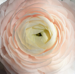 Beautiful large pink buttercup flower in stripes of light and shadow. Ranunculus Clooney Hanoi flower close-up.