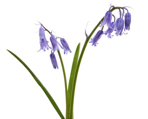 Violet flower of scilla , bluebell flower, isolated on white background