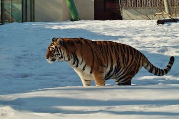 Amur tiger in winter scenery - Panthera tigris altaica