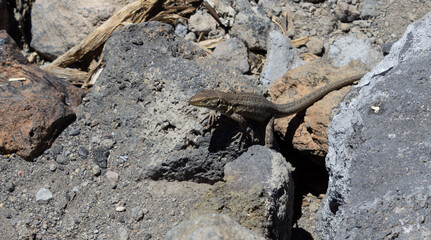 Lizard Gallotia Galloti is bading on a rock in the sun