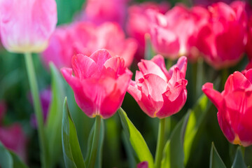 Beautiful bouquet of tulips. colorful tulips. nature background