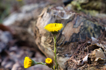 Wald im Frühling Natur erwacht