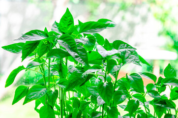 A young green seedling of sweet pepper and chilli pepper grows on the windowsill