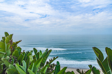 juicy green leaves on the ocean background