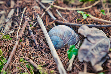 Wald im Frühling Natur erwacht