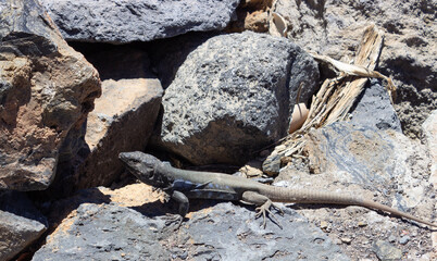 Lizard Gallotia Galloti is bading on a rock in the sun