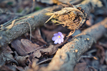 Wald im Frühling Natur erwacht