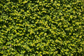 background of green leaves of linden foliage.