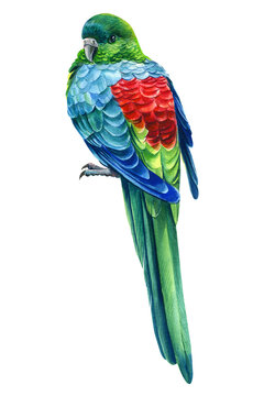 Parrot on isolated white background, tropical bird watercolor painting, illustration