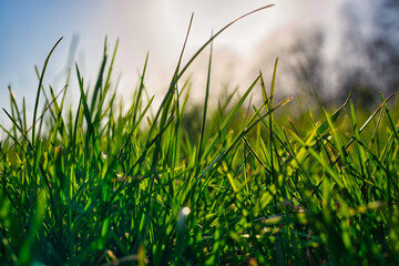 Grünes Gras im Frühling