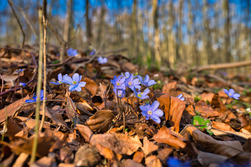 Wald im Frühling Natur erwacht