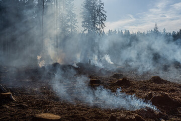 Big field with smoke after wildfire. All grass and trees are burnt after forest fire or forestry works.