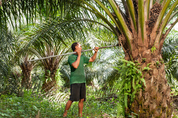 Senior traditional asian palm oil farmer pruning palm oil fronds with cutting tool