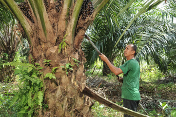 Senior traditional asian palm oil farmer pruning palm oil fronds with cutting tool