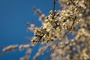Wald im Frühling Natur erwacht