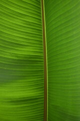 green leaf texture